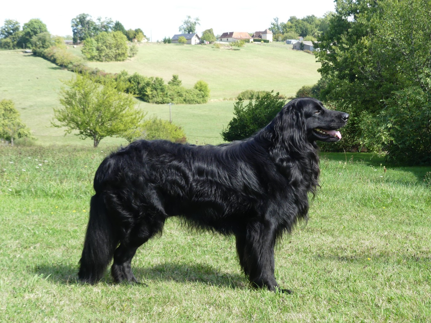 Thot des Leus Altiers rencontrera Thaïs de l'Orée des Elfes
