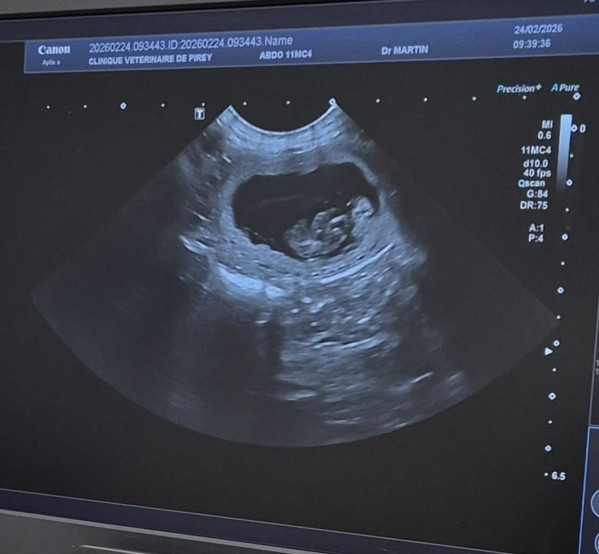 C'est confirmé, naissances fin mars...... ou début avril 2026
