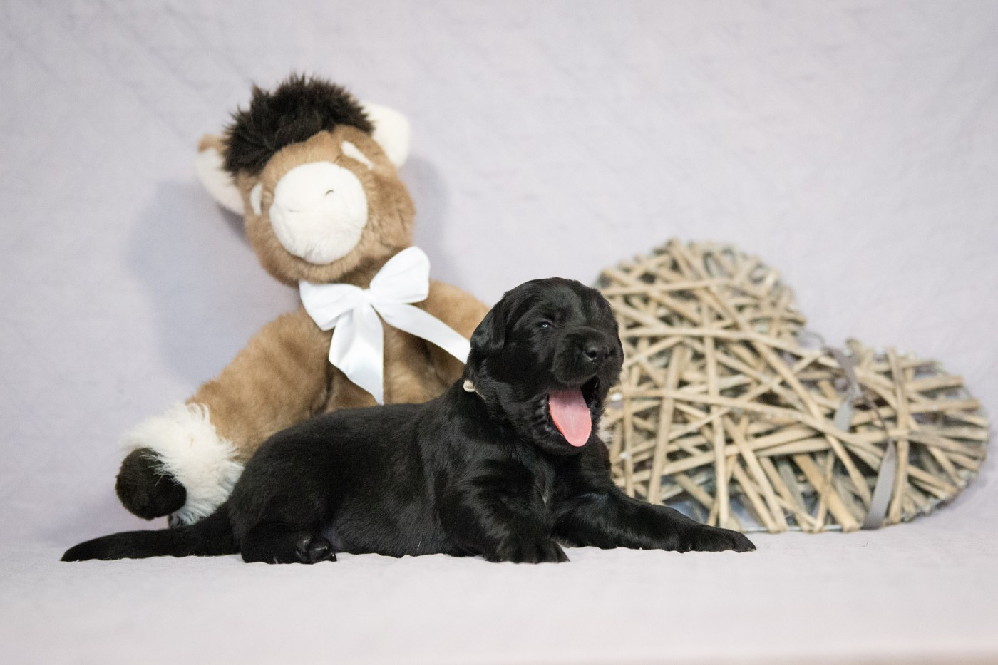 Les Bébés de Thais et Thot