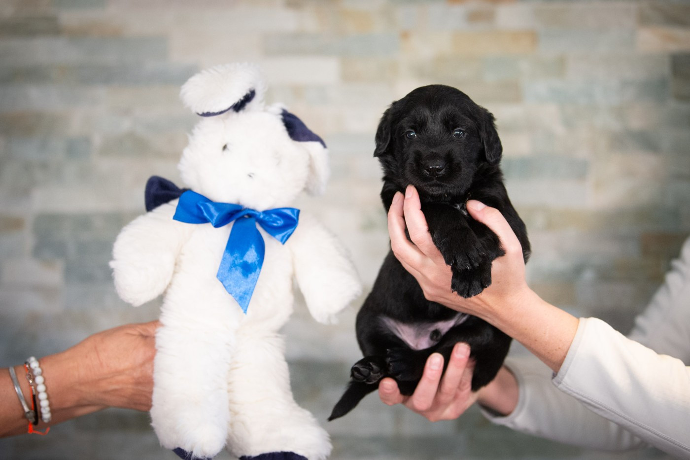 Un bébé mâle noir disponible