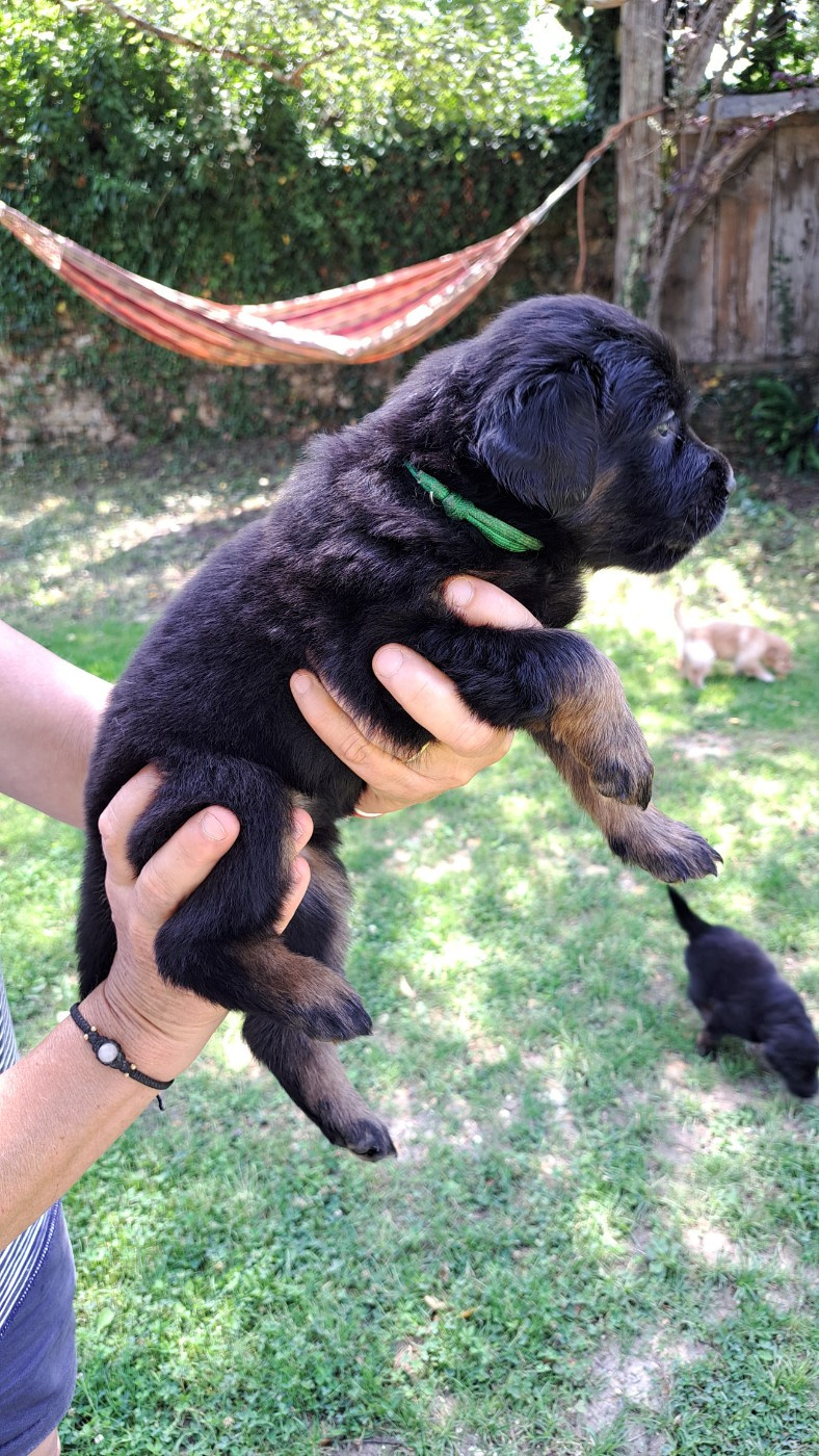 Thaïs de l'Orée des Elfes